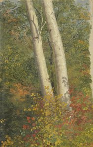 Birch Trees in Autumn